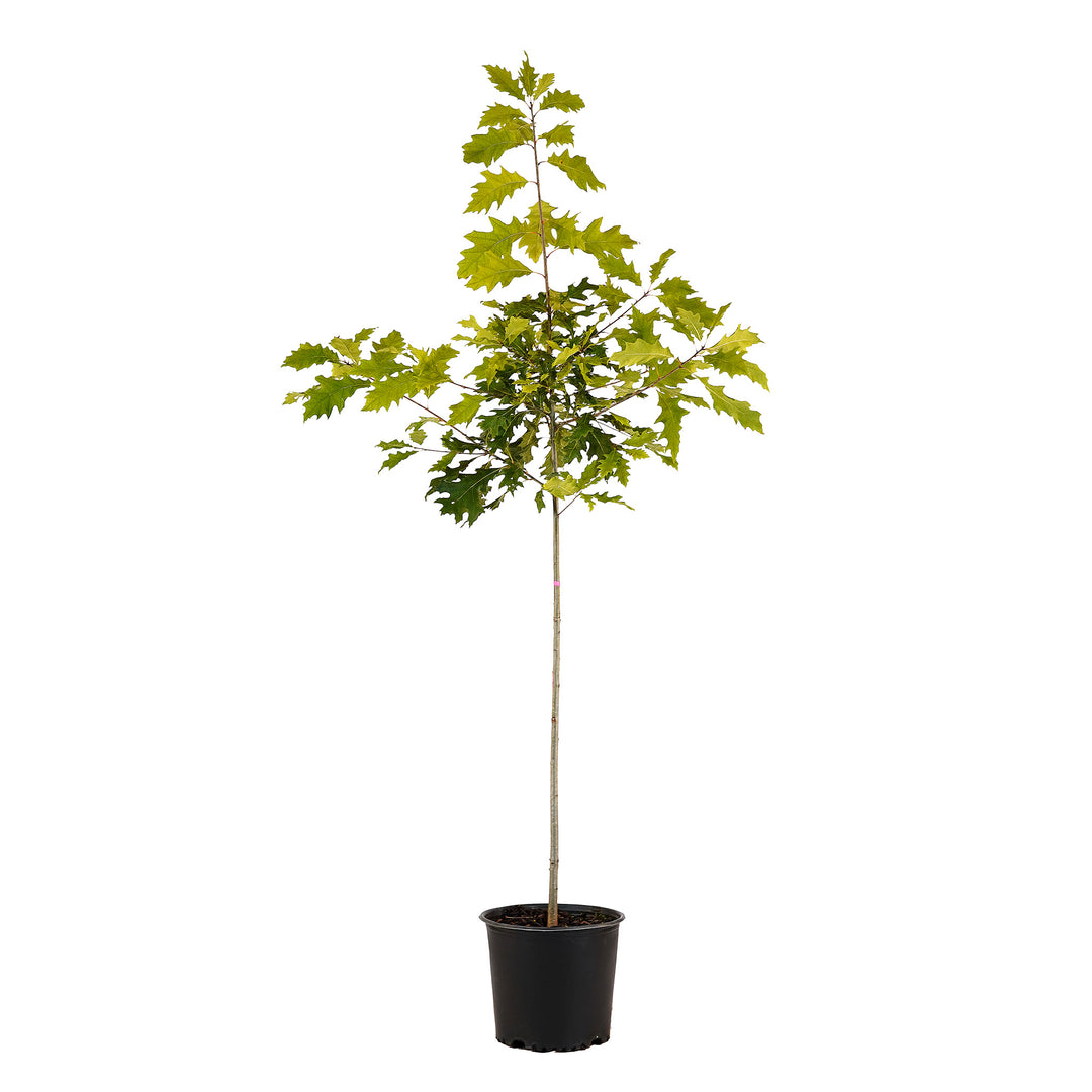 Full view of a container-grown Red Northern oak against a white background