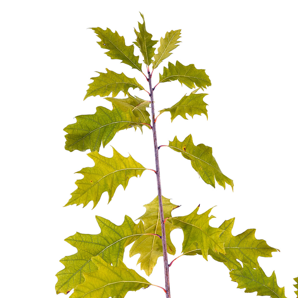 Canopy and branching detail of a container-grown Red Northern oak