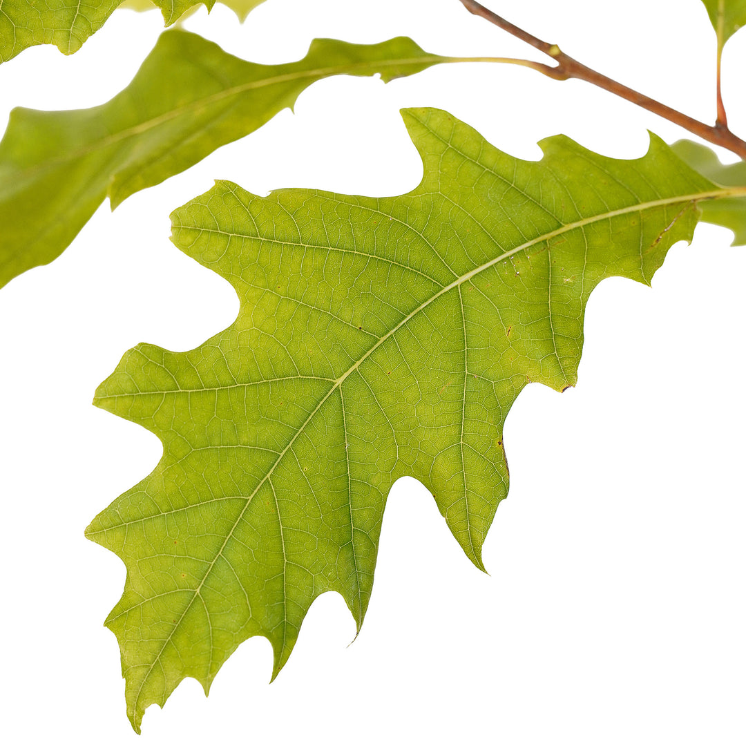 Foliage and branch detail of a container-grown Red Northern oak