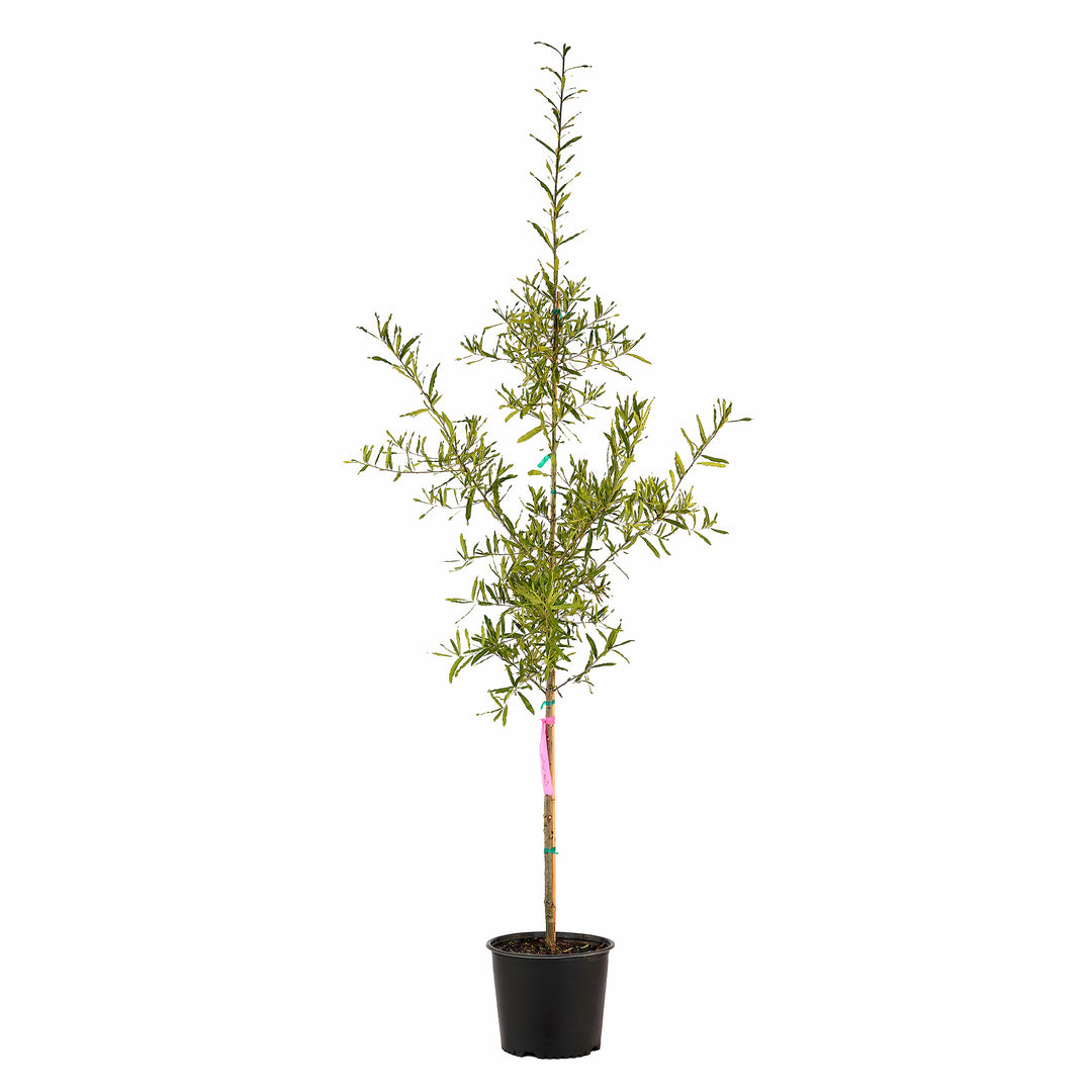 Full view of a container-grown Willow oak against a white background