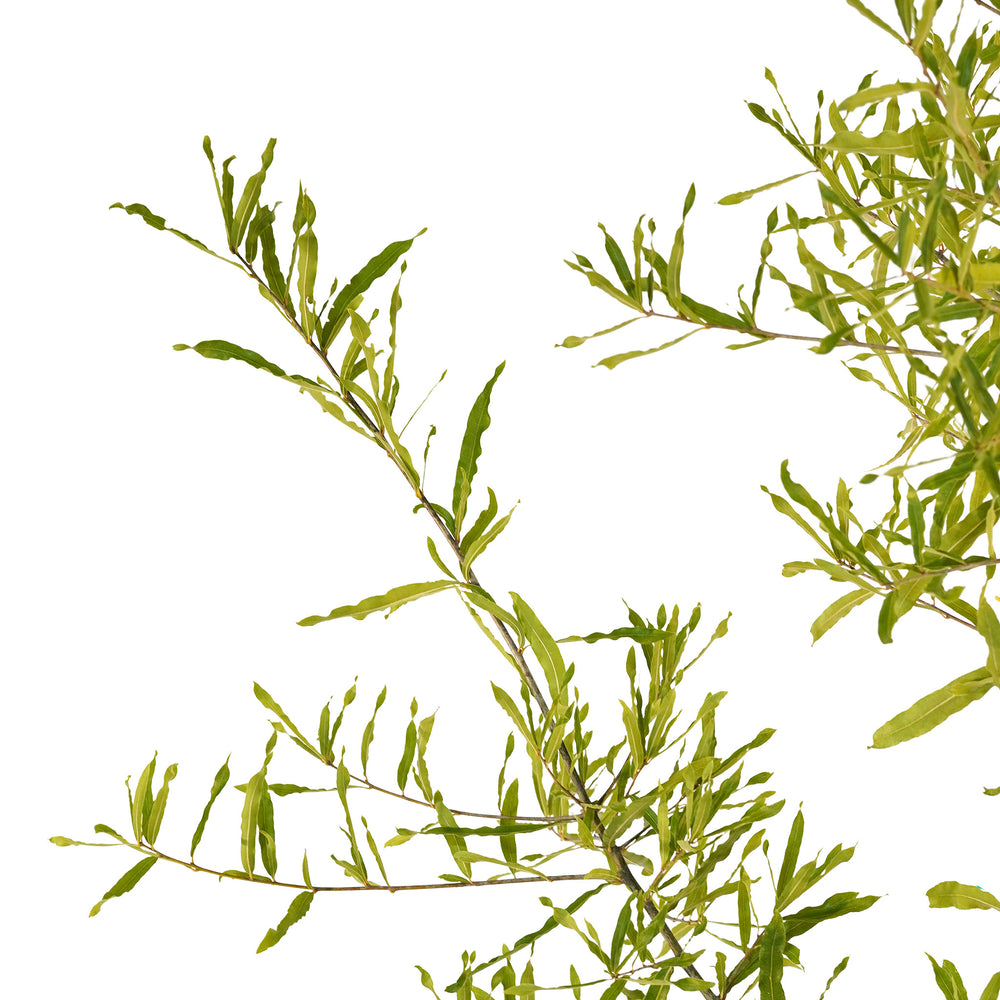 Canopy and branching detail of a container-grown Willow oak
