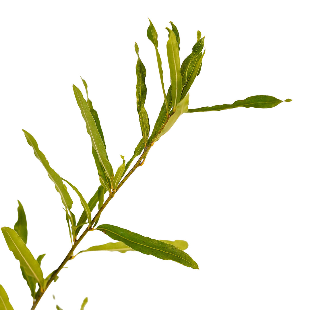 Foliage and branch detail of a container-grown Willow oak