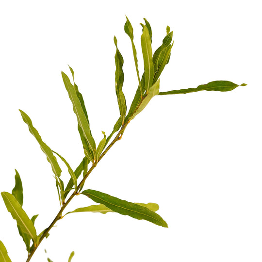 Foliage and branch detail of a container-grown Willow oak