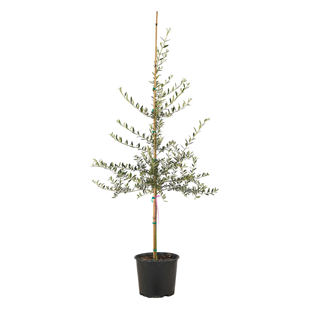 Full view of a container-grown Arbequina olive against a white background