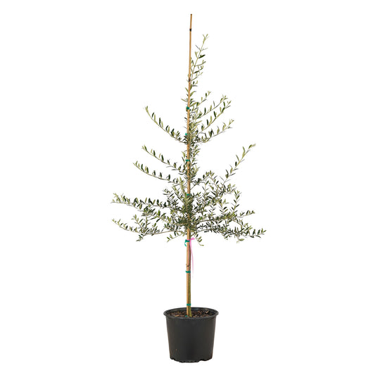 Full view of a container-grown Arbequina olive against a white background
