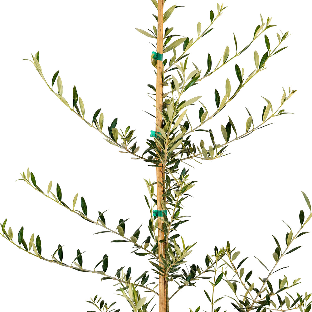 Canopy and branching detail of a container-grown Arbequina olive