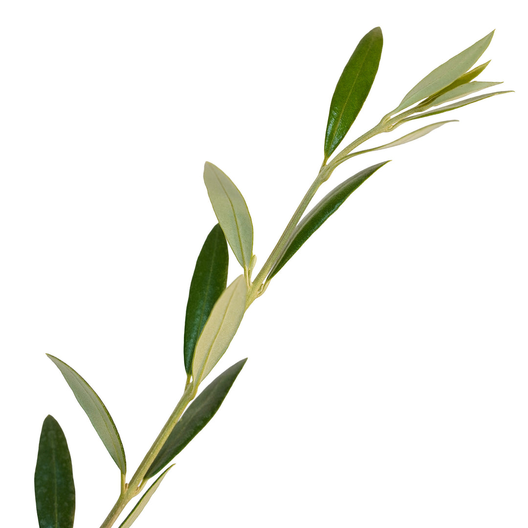 Foliage and branch detail of a container-grown Arbequina olive