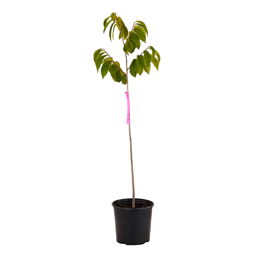 Full view of a container-grown Paw Paw against a white background