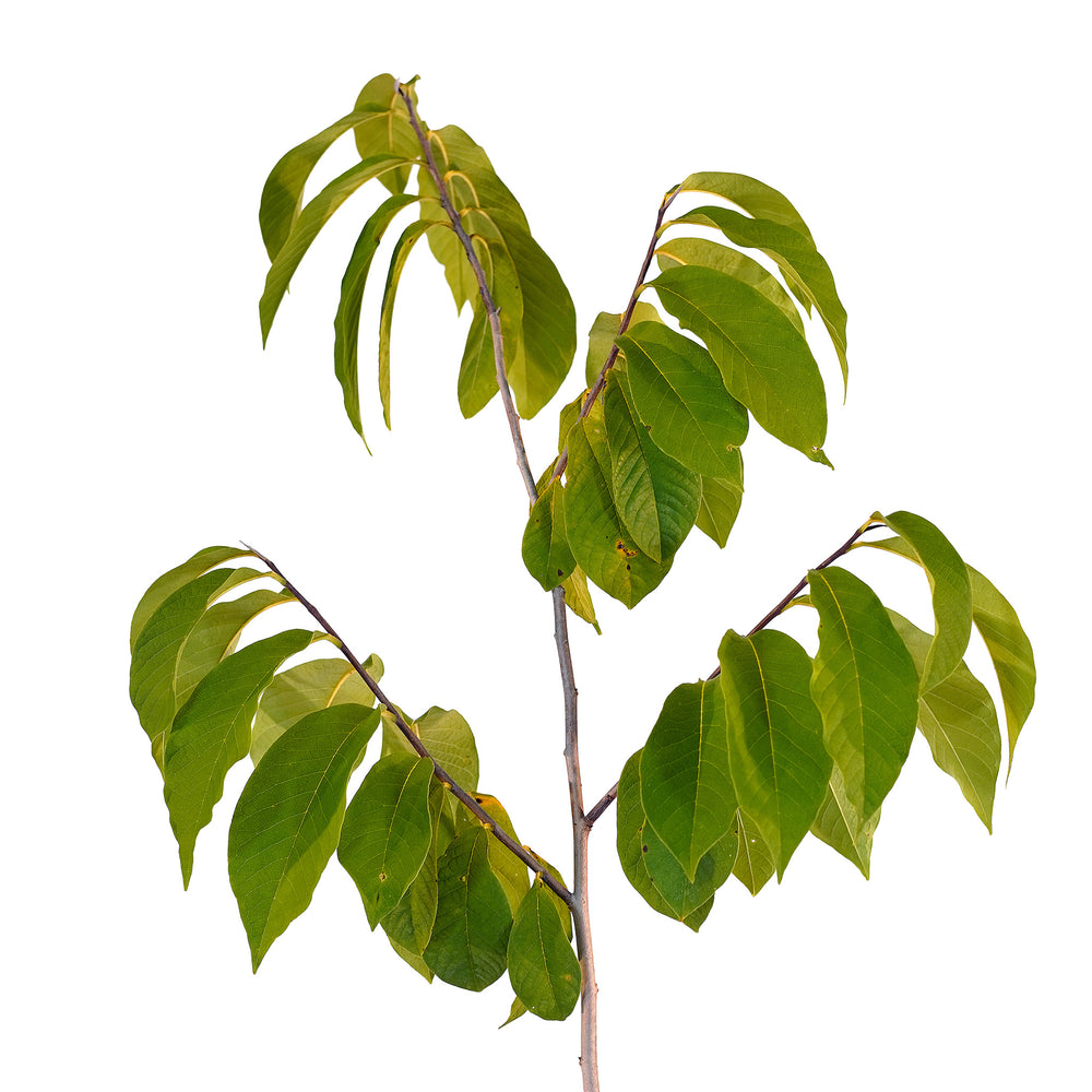 Canopy and branching detail of a container-grown Paw Paw