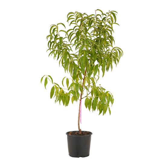Full view of a container-grown August Lady peach against a white background