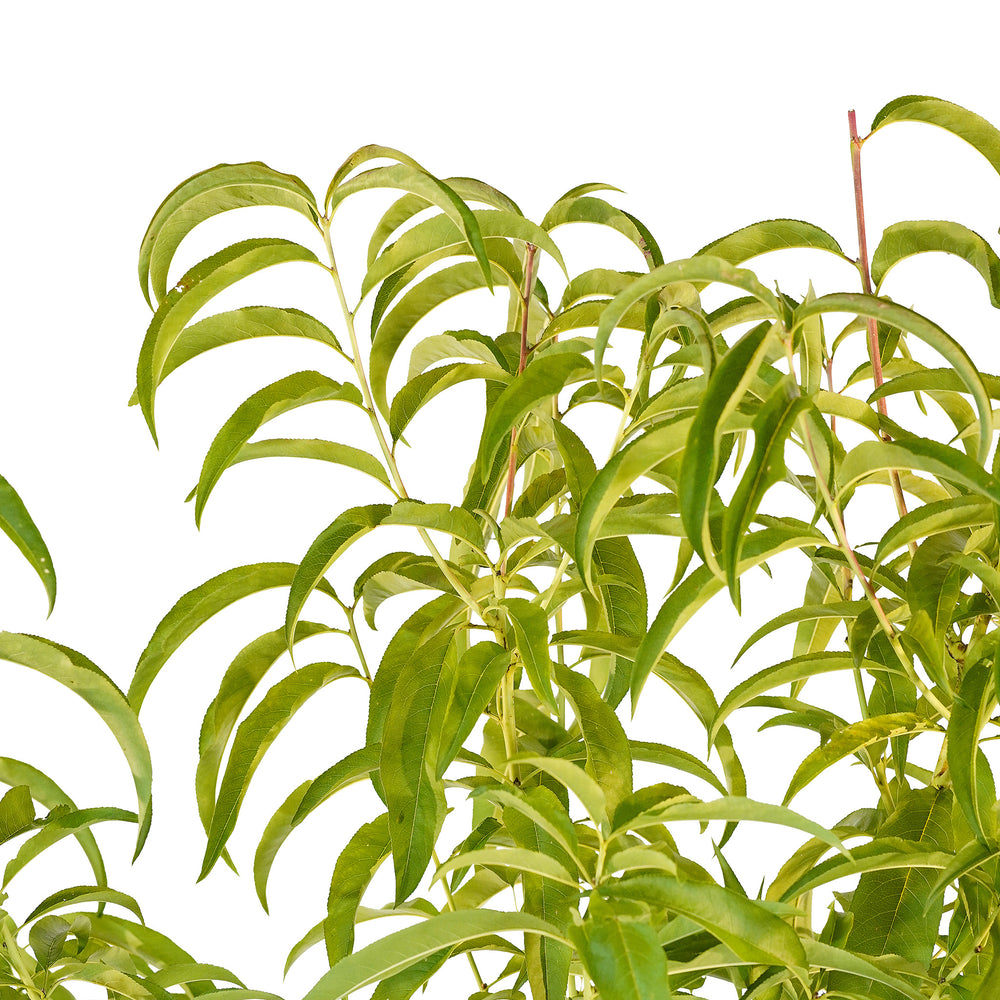 Canopy and branching detail of a container-grown August Lady peach