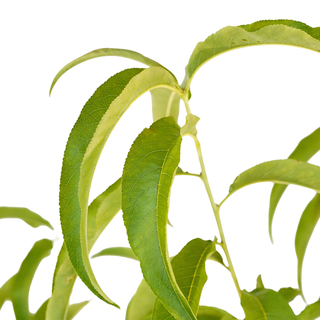 Foliage and branch detail of a container-grown August Lady peach