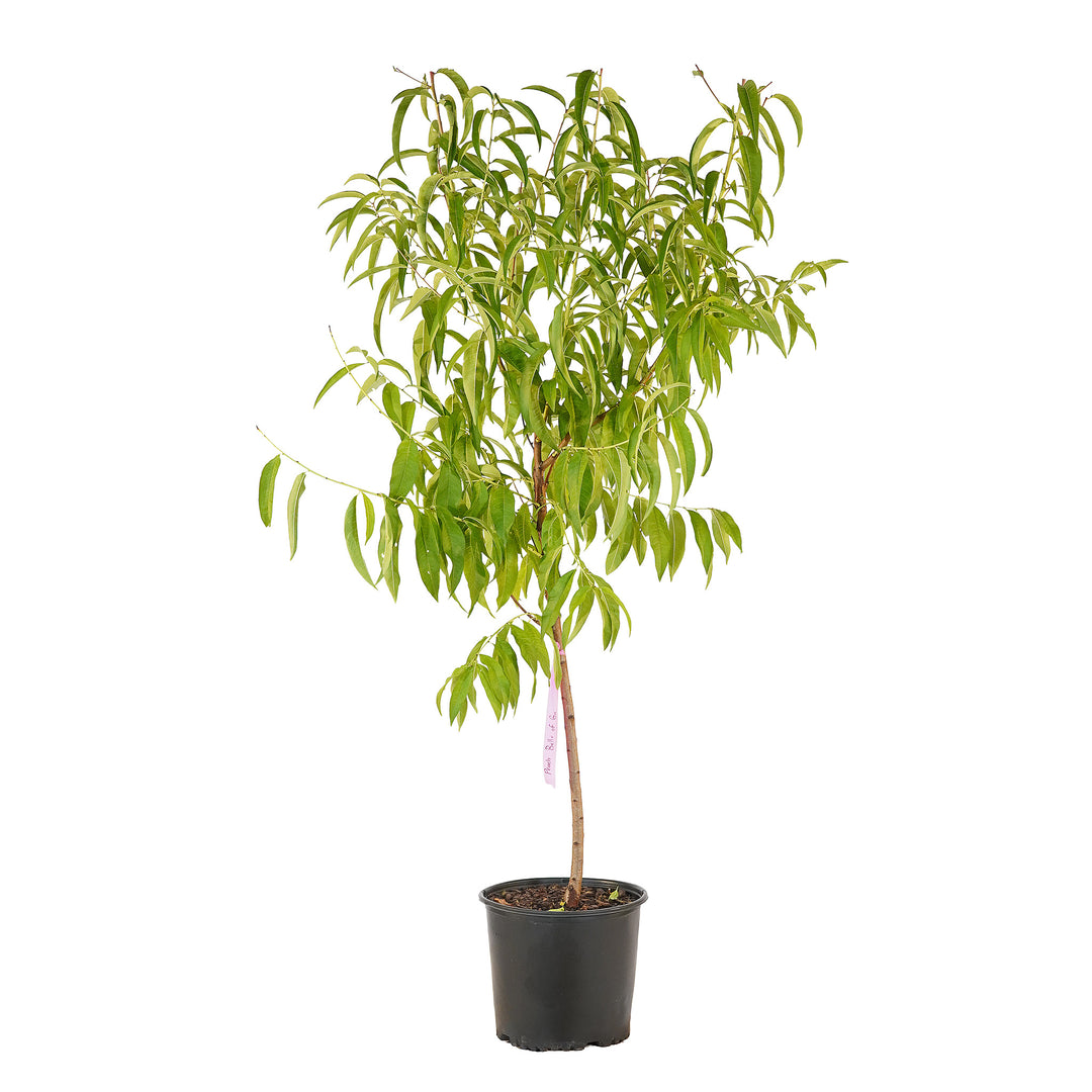 Full view of a container-grown Belle of Georgia peach against a white background