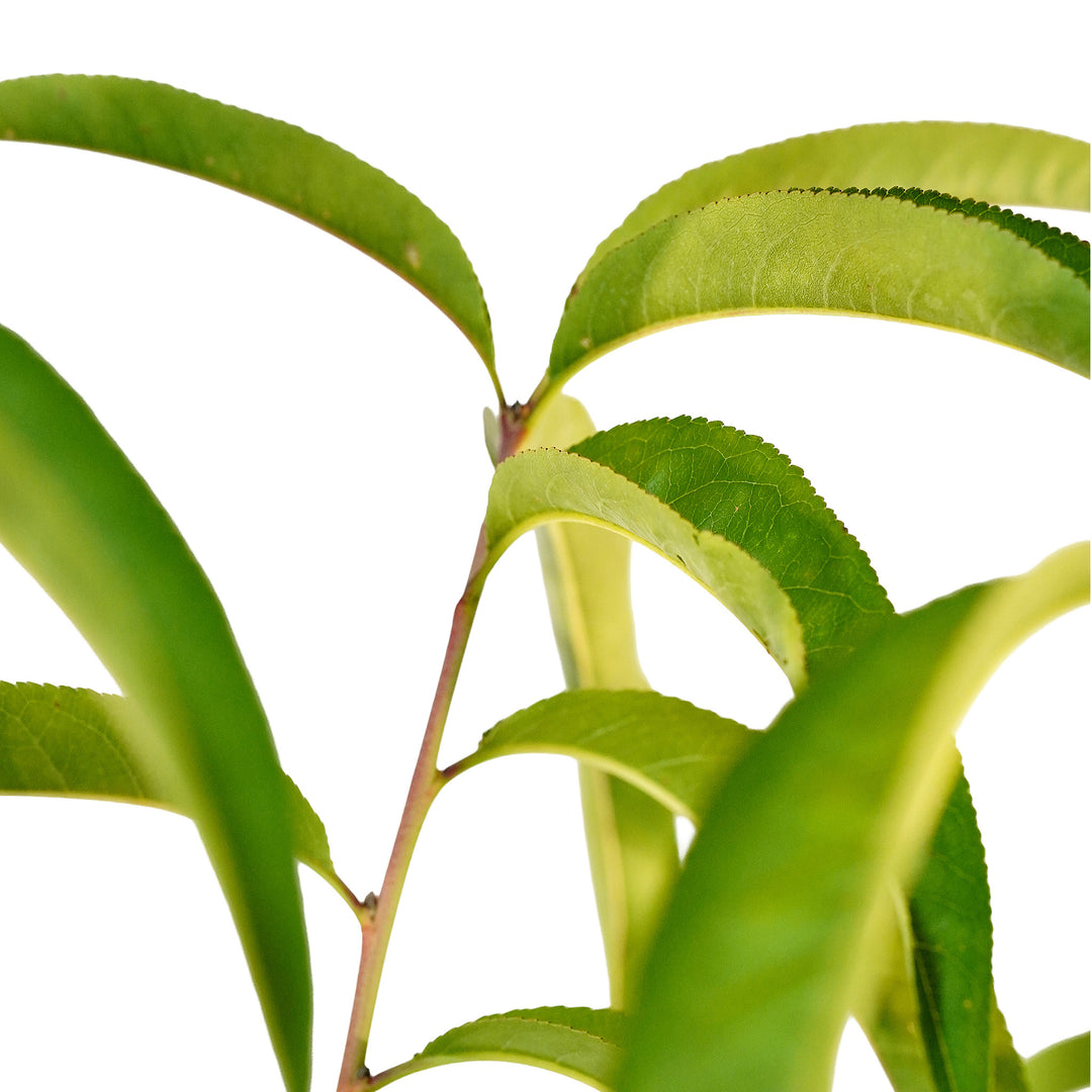 Foliage and branch detail of a container-grown Belle of Georgia peach
