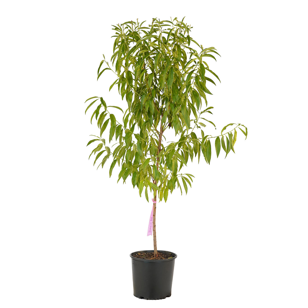 Full view of a container-grown Blazeprince peach against a white background