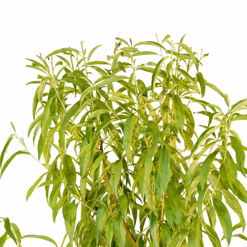 Canopy and branching detail of a container-grown Blazeprince peach