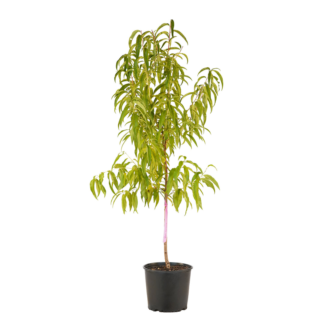 Full view of a container-grown Caroking peach against a white background