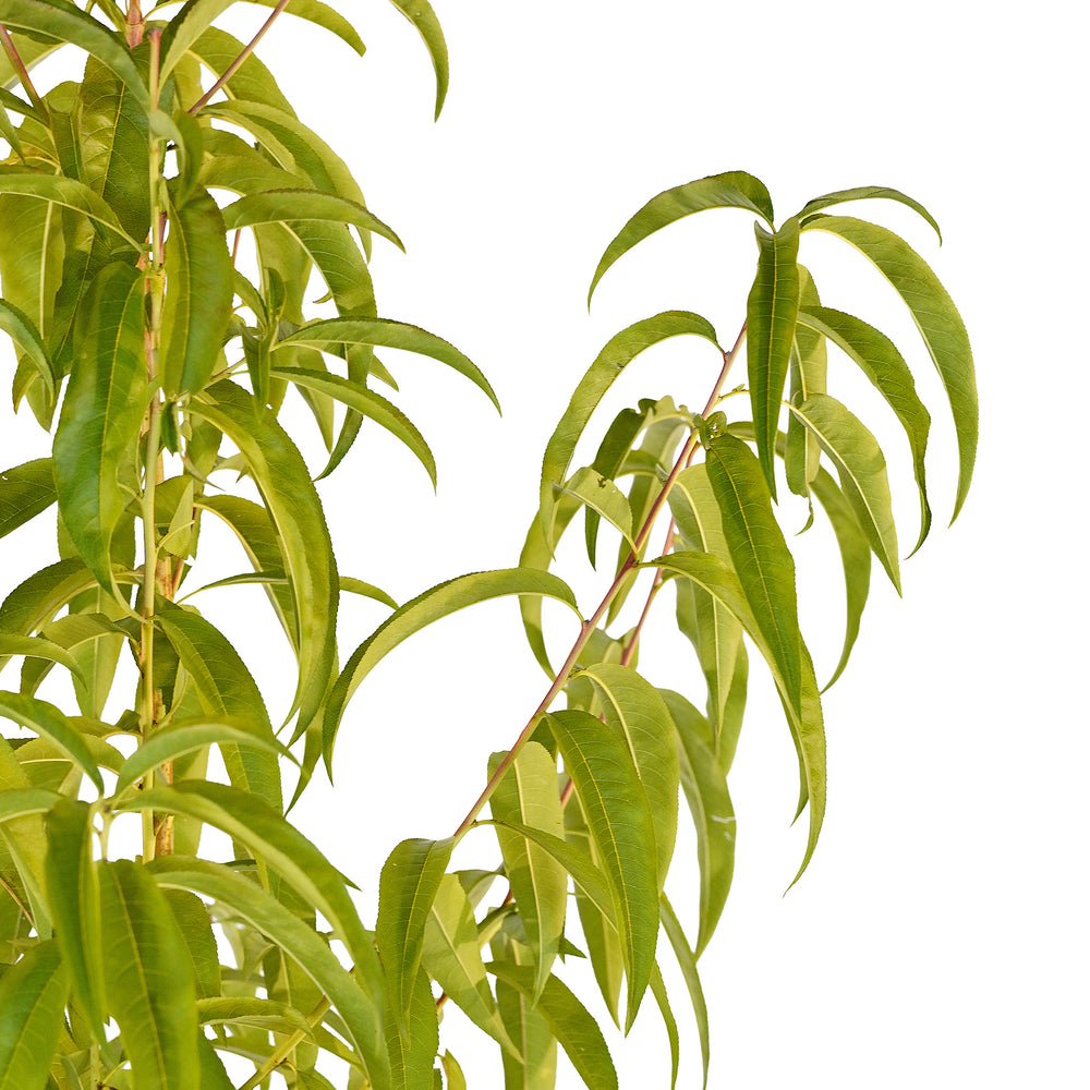 Canopy and branching detail of a container-grown Caroking peach