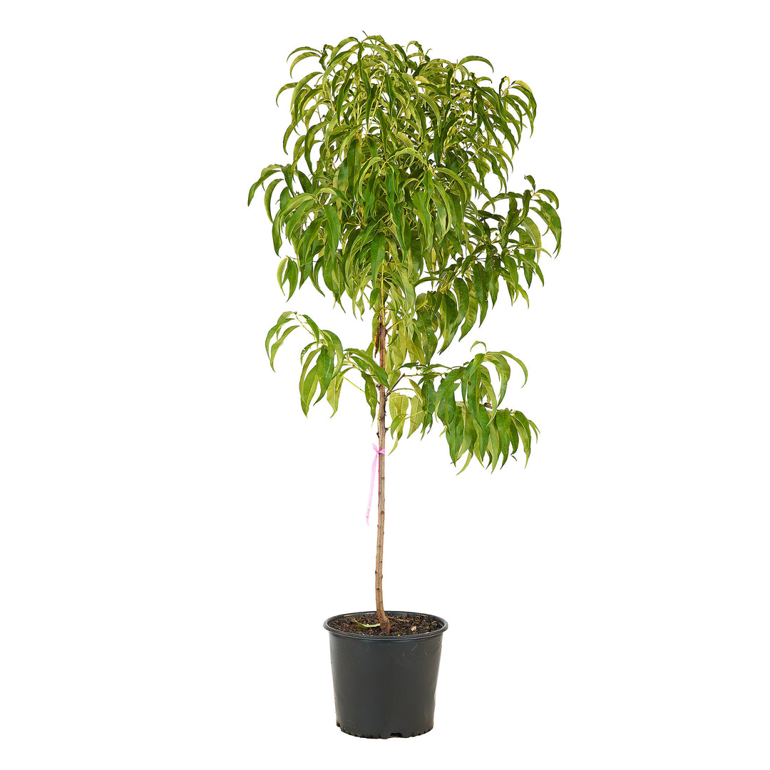 Full view of a container-grown Early Elberta peach against a white background