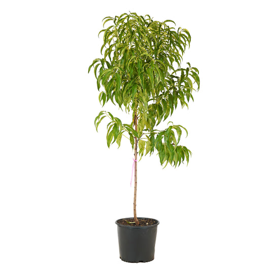 Full view of a container-grown Elberta peach against a white background