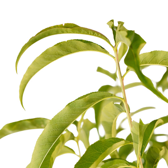 Foliage and branch detail of a container-grown Elberta peach