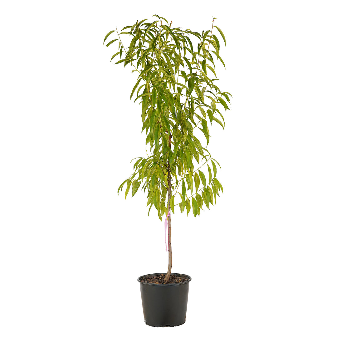 Full view of a container-grown Flameprince peach against a white background