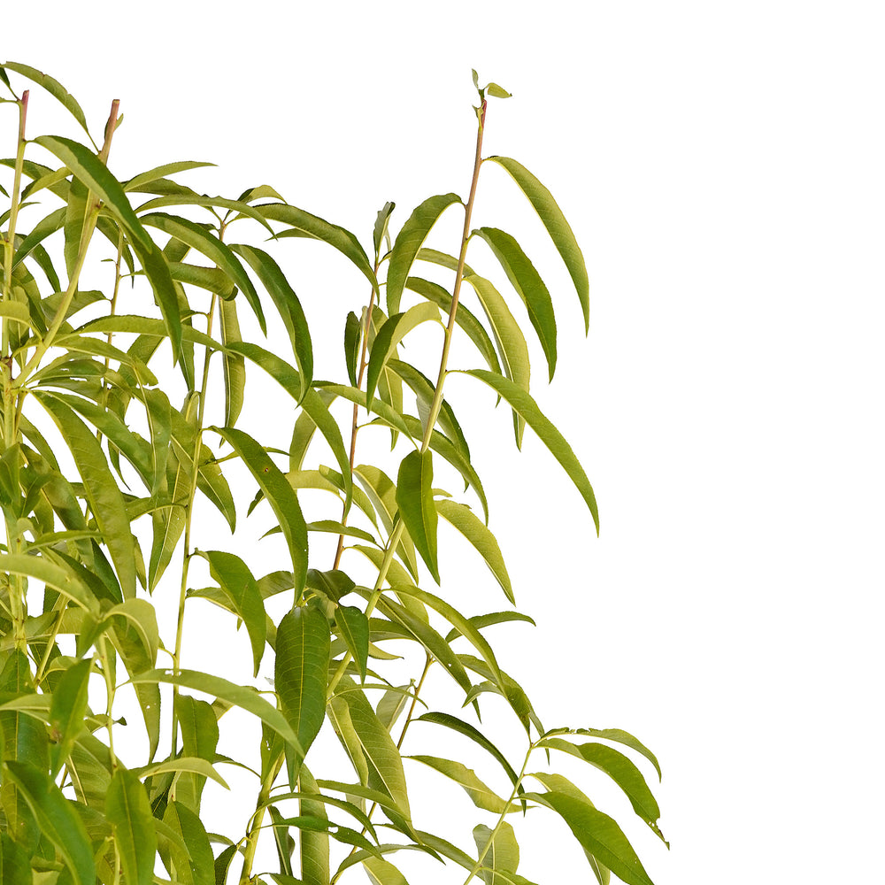 Canopy and branching detail of a container-grown Flameprince peach