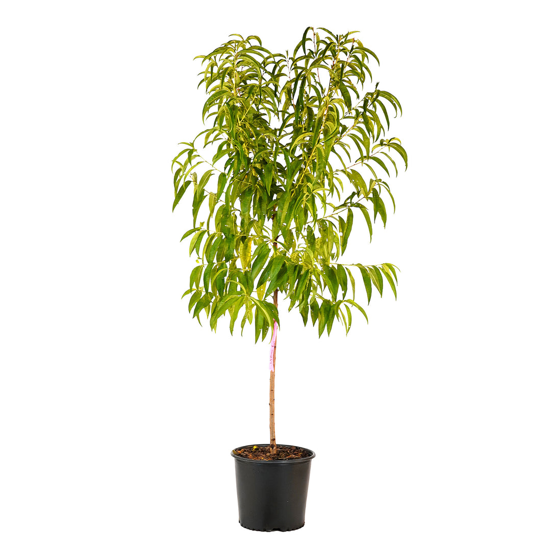 Full view of a container-grown Julyprince peach against a white background