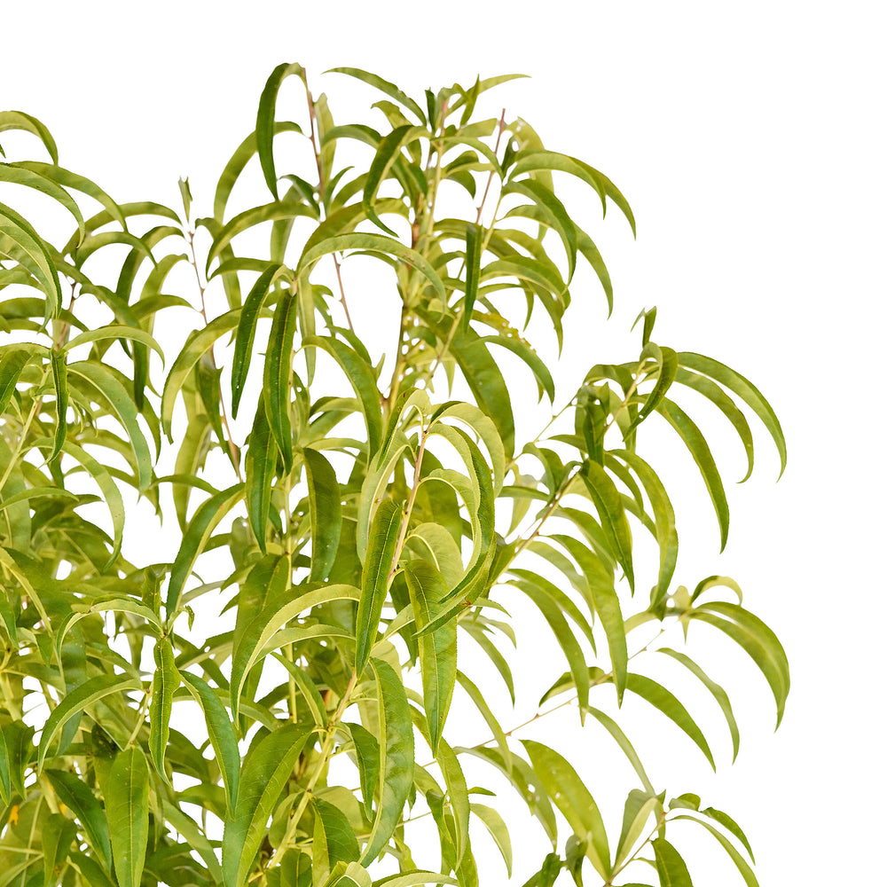 Canopy and branching detail of a container-grown Julyprince peach