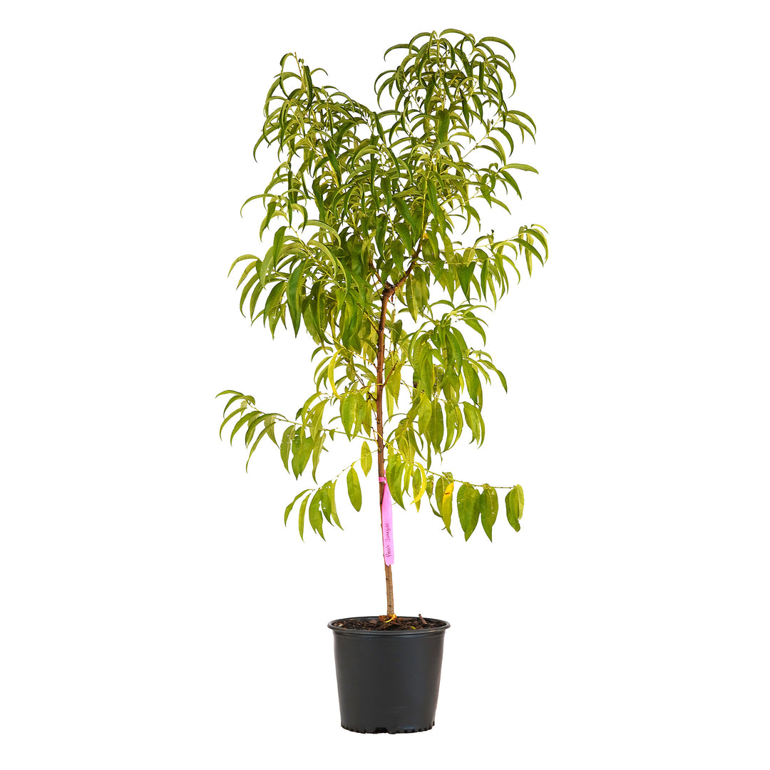 Full view of a container-grown June Gold peach against a white background