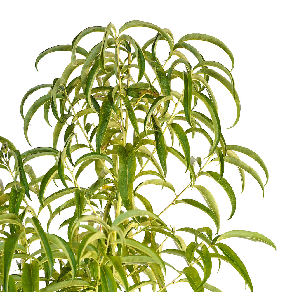 Canopy and branching detail of a container-grown June Gold peach