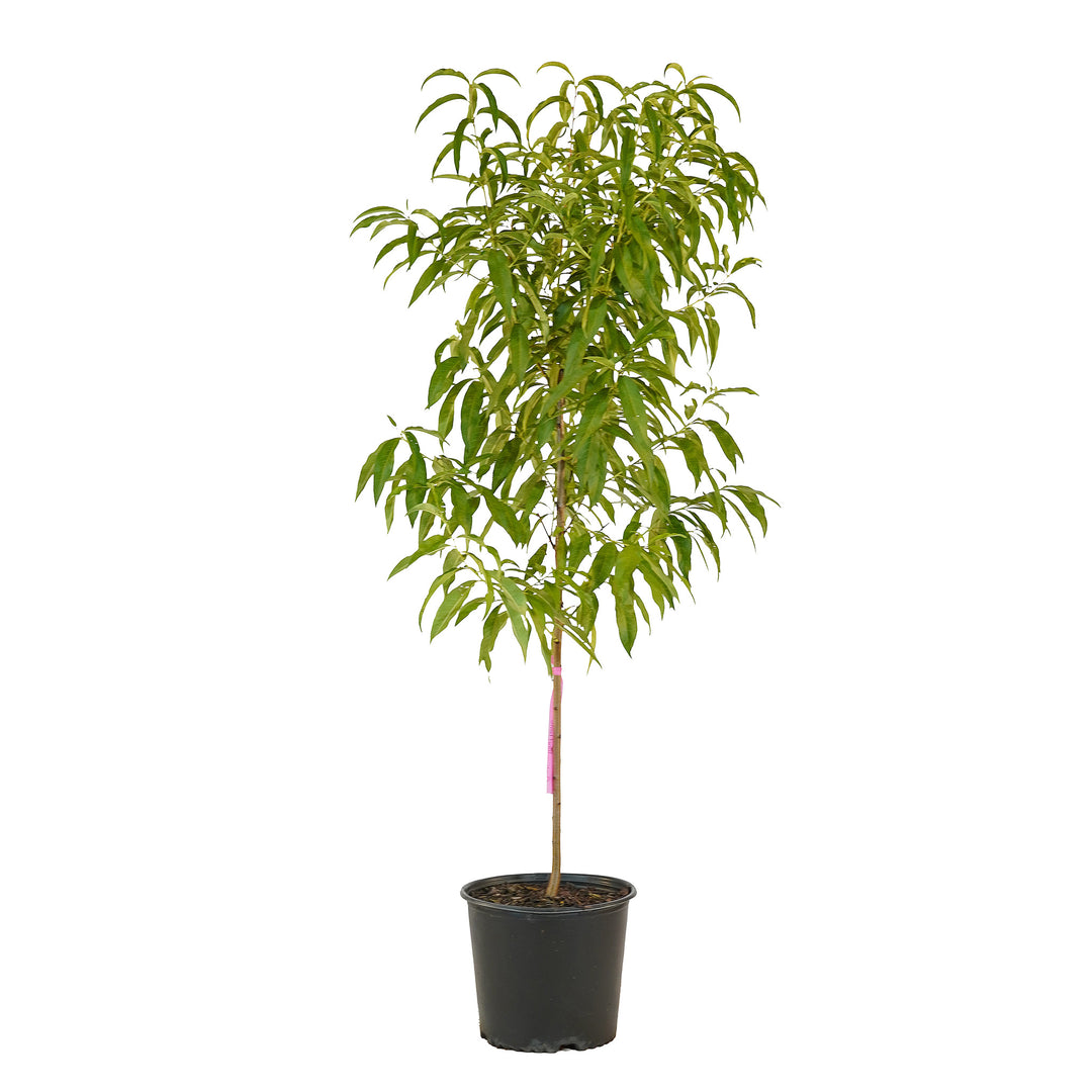 Full view of a container-grown Juneflame peach against a white background