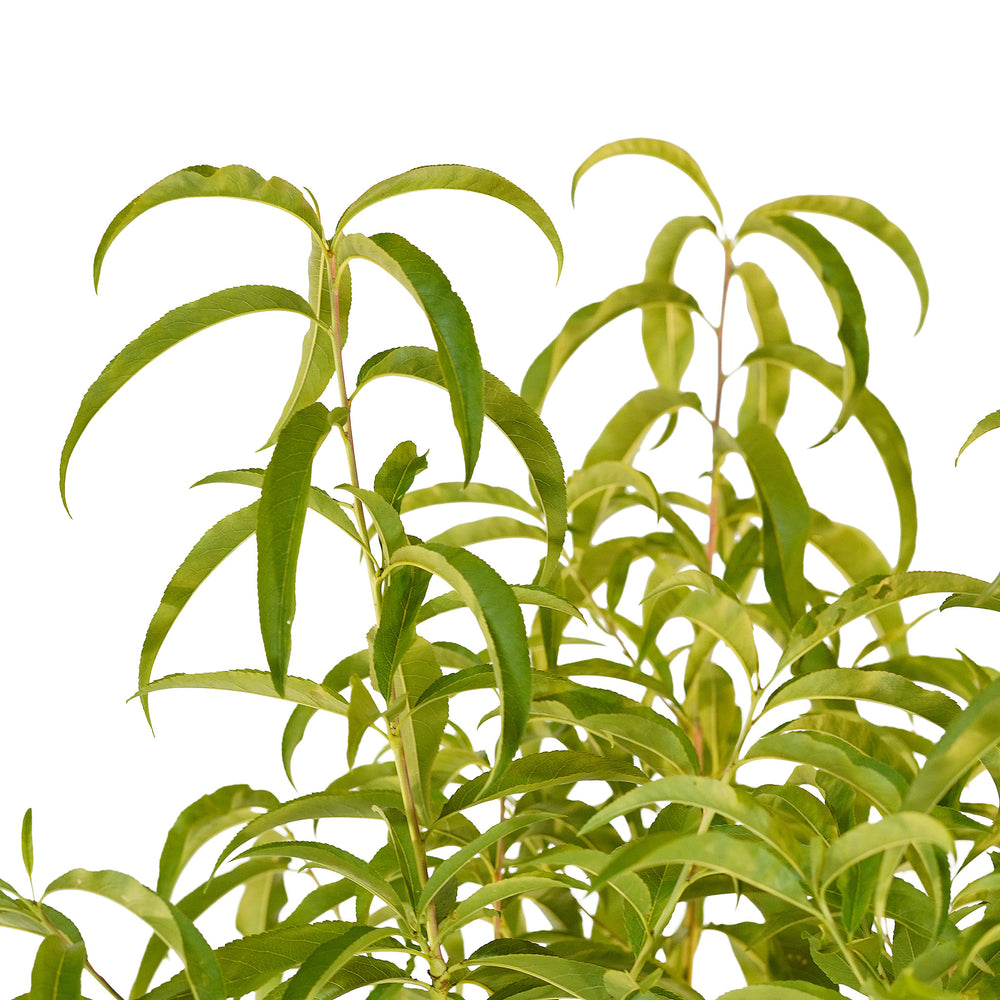 Canopy and branching detail of a container-grown Juneflame peach