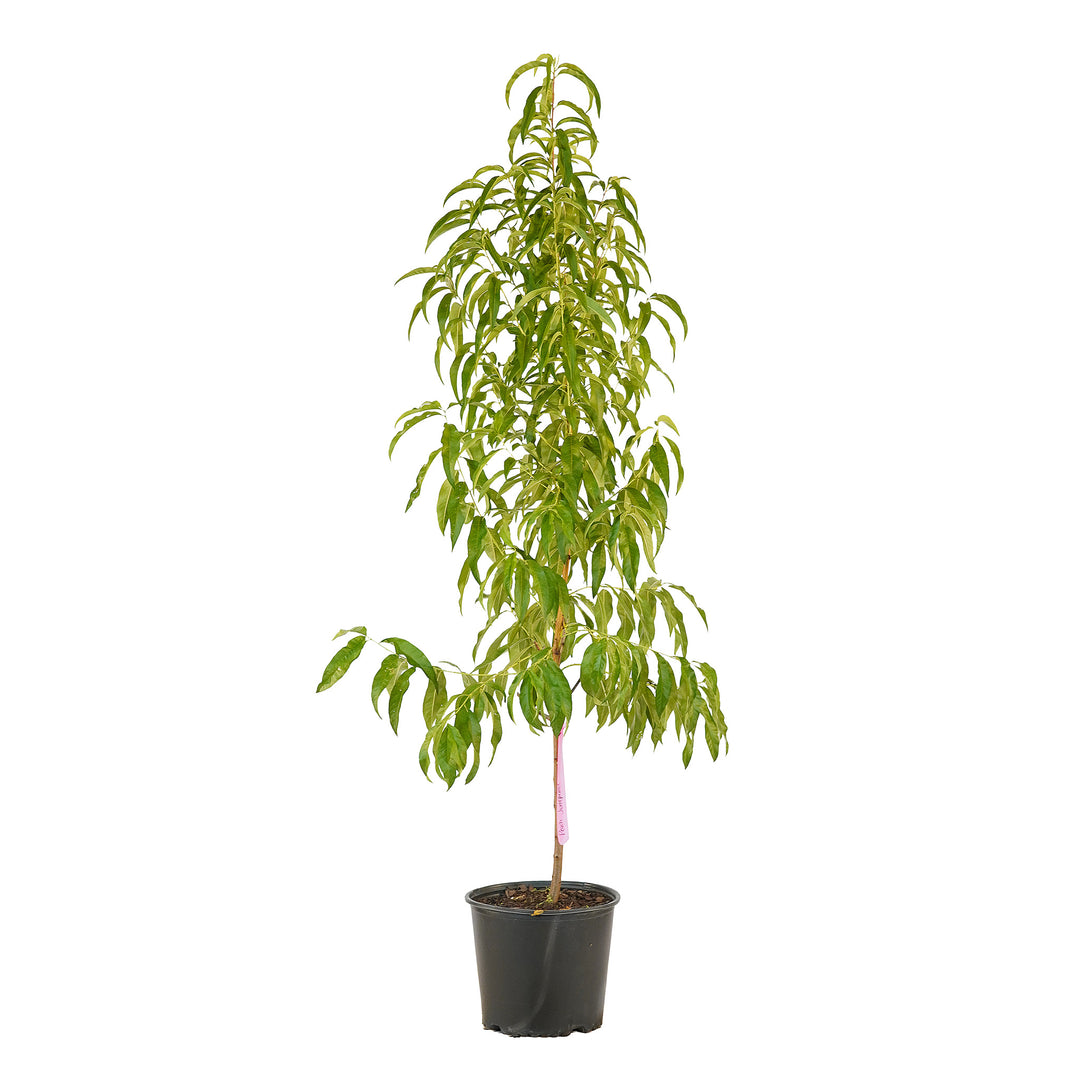 Full view of a container-grown Juneprince peach against a white background