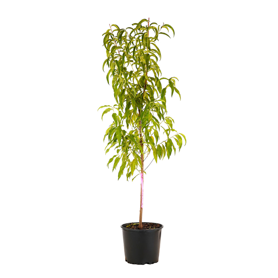 Full view of a container-grown La Feliciana peach against a white background