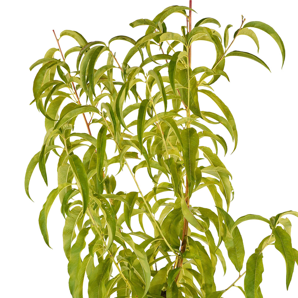 Canopy and branching detail of a container-grown La Feliciana peach