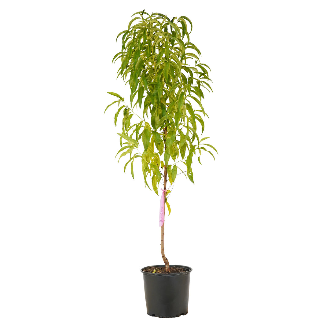 Full view of a container-grown O'Henry peach against a white background