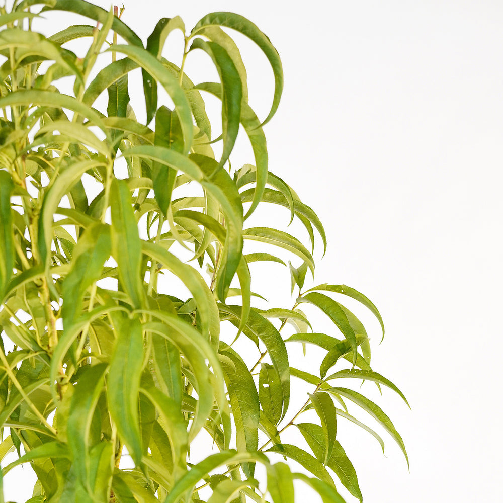 Canopy and branching detail of a container-grown O'Henry peach