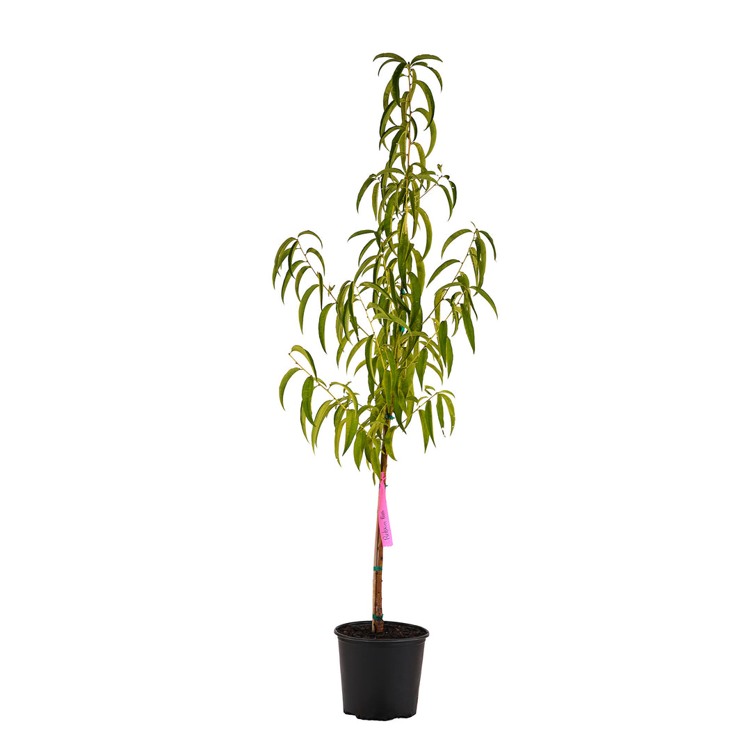 Full view of a container-grown Redskin peach against a white background