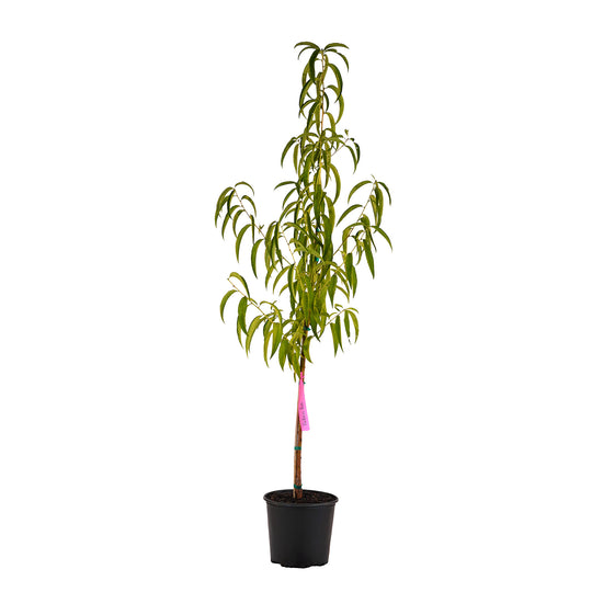 Full view of a container-grown Redskin peach against a white background