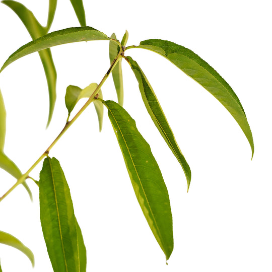 Foliage and branch detail of a container-grown Redskin peach