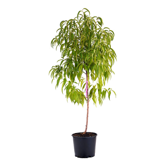 Full view of a container-grown Reliance peach against a white background