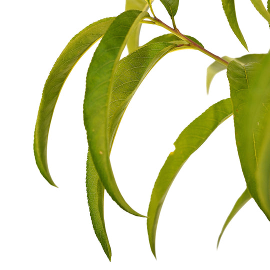 Foliage and branch detail of a container-grown Reliance peach