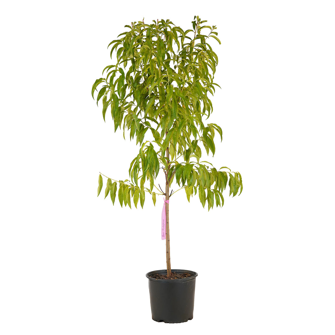 Full view of a container-grown Ruby Prince peach against a white background