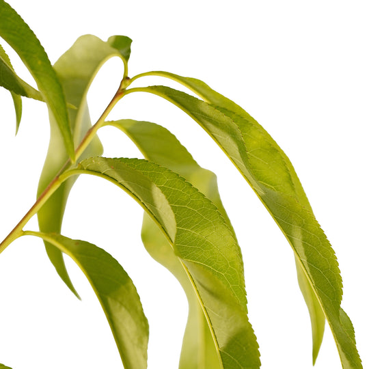Foliage and branch detail of a container-grown Ruby Prince peach