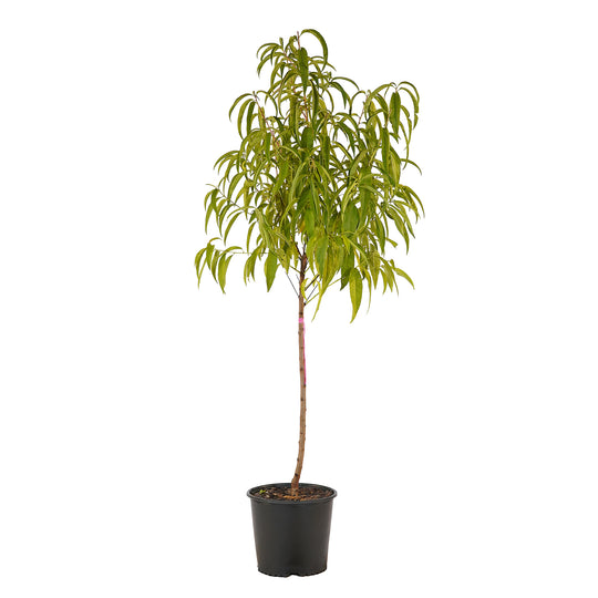 Full view of a container-grown Springflame peach against a white background