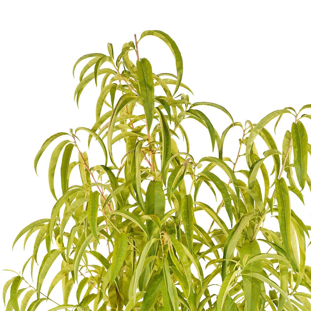 Canopy and branching detail of a container-grown Springflame peach
