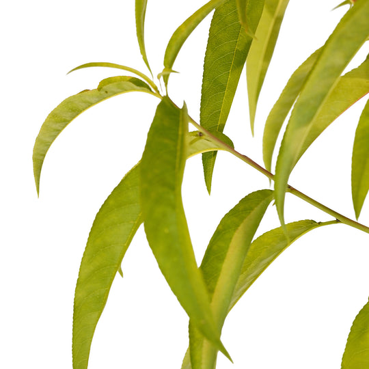 Foliage and branch detail of a container-grown Springflame peach