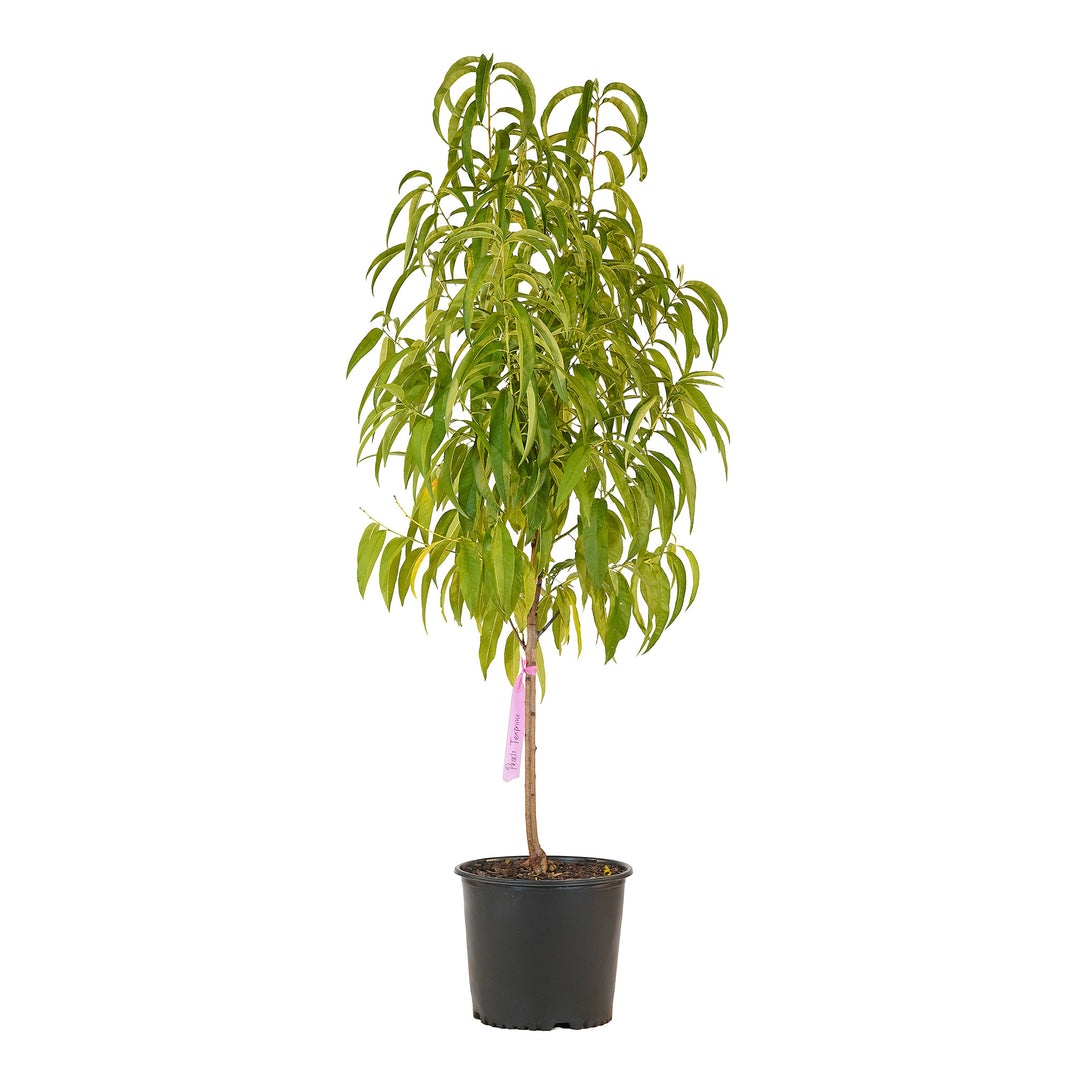 Full view of a container-grown Tex Prince peach against a white background