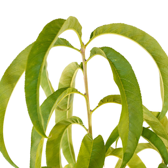 Foliage and branch detail of a container-grown Tex Prince peach